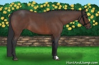 Horse Color:Bay Roan 
