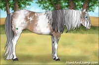 Horse Color:White Spotted Buckskin Splash 
