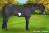 Horse Color:Blue Roan Frame