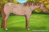 Horse Color:Red Roan Frame