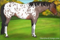 Horse Color:Bay Roan Appaloosa