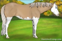 Horse Color:Palomino Splash 