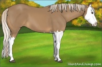 Horse Color:Palomino Splash 