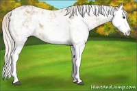 Horse Color:Palomino Sabino Splash 