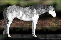 Horse Color:White Spotted Black Splash