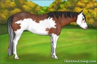 Horse Color:Bay Splash Frame Rabicano