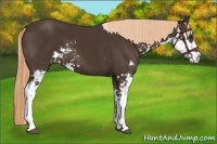 Horse Color:Liver Chestnut Sabino