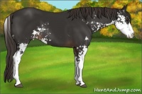 Horse Color:Liver Chestnut Sabino Appaloosa 