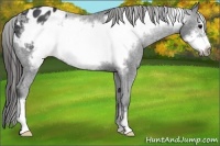 Horse Color:Black Frame Appaloosa 
