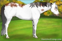 Horse Color:White Spotted Bay Sabino Splash Frame Rabicano