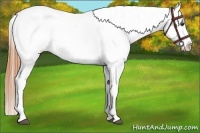 Horse Color:White Spotted Buckskin Dun Sabino Appaloosa 