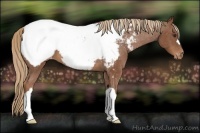 Horse Color:Chestnut Snowcap 