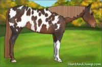 Horse Color:Liver Chestnut Appaloosa 