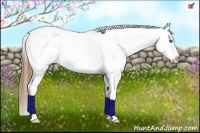 Horse Color:Chestnut Splash Tobiano Appaloosa