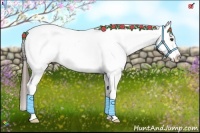 Horse Color:Liver Chestnut Tobiano Blanket 