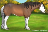 Horse Color:Buckskin Splash 