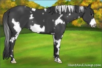 Horse Color:White Spotted Smoky Black Frame 