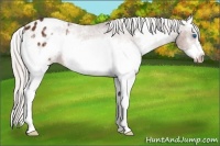 Horse Color:White Spotted Silver Bay Frame Appaloosa 
