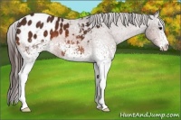 Horse Color:White Spotted Bay Appaloosa