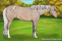 Horse Color:Silver Brown Appaloosa