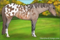 Horse Color:Buckskin Roan Appaloosa