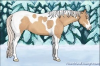Horse Color:Silver Amber Champagne Sabino Tobiano 