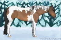 Horse Color:Buckskin Tobiano