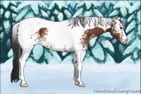 Horse Color:White Spotted Bay Tobiano