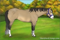 Horse Color:Buckskin Dun Splash