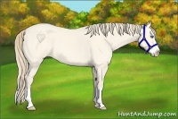 Horse Color:Perlino Dun Splash