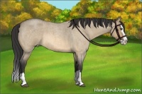 Horse Color:Buckskin Roan Dun Splash 