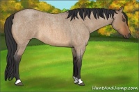 Horse Color:Bay Roan Dun