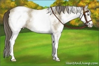 Horse Color:White Spotted Classic Cream Champagne 