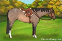 Horse Color:Buckskin Roan 