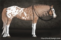 Horse Color:Chestnut Splash Appaloosa 