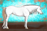 Horse Color:Gold Champagne Dun Appaloosa