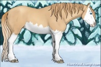 Horse Color:Gold Champagne Splash