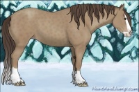 Horse Color:Classic Champagne Splash