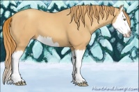 Horse Color:Gold Champagne Splash