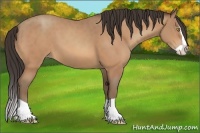 Horse Color:Amber Champagne Splash 