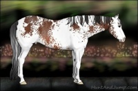 Horse Color:White Spotted Bay Rabicano