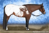Horse Color:Bay Sabino Appaloosa 
