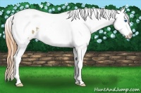 Horse Color:Buckskin Dun Splash Tobiano Appaloosa Rabicano 
