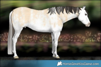Horse Color:White Spotted Buckskin Roan Splash Rabicano 