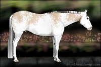 Horse Color:White Spotted Buckskin Roan Splash Rabicano
