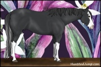 Horse Color:Black Splash