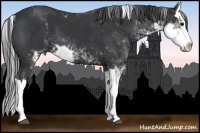 Horse Color:Black Sabino Splash 