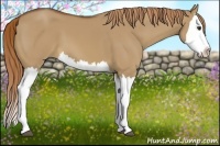 Horse Color:Red Dun Splash 