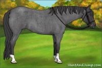 Horse Color:Smoky Blue Roan 