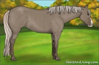 Horse Color:Silver Grullo Roan Splash